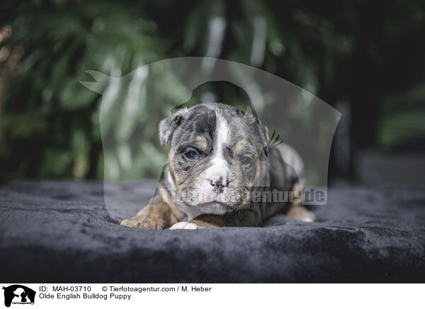 Olde English Bulldog Puppy / MAH-03710
