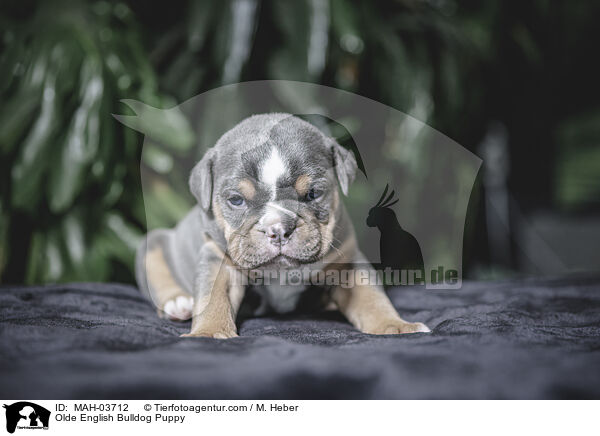 Olde English Bulldog Puppy / MAH-03712