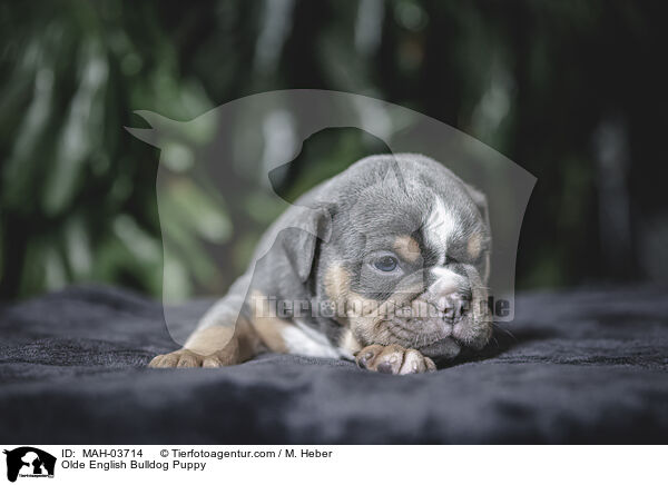Olde English Bulldog Puppy / MAH-03714
