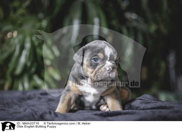 Olde English Bulldog Welpe / Olde English Bulldog Puppy / MAH-03716