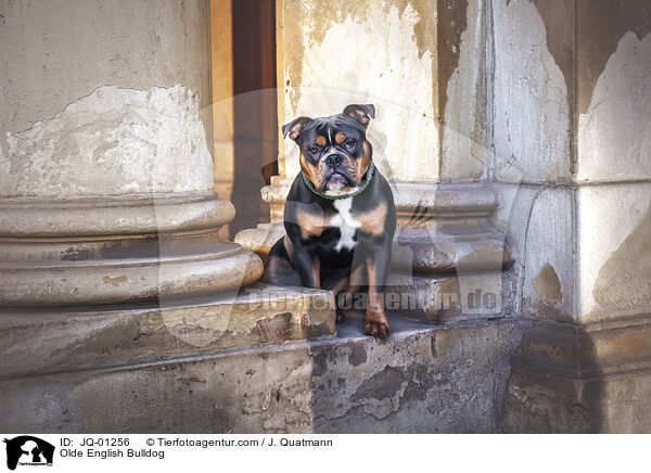 Olde English Bulldog / JQ-01256