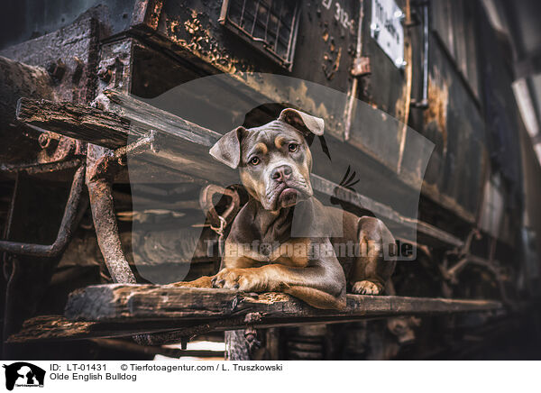 Olde English Bulldog / Olde English Bulldog / LT-01431