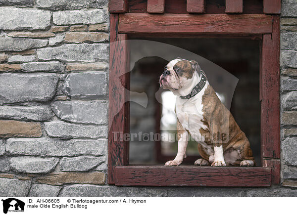 male Olde English Bulldog / AH-06605