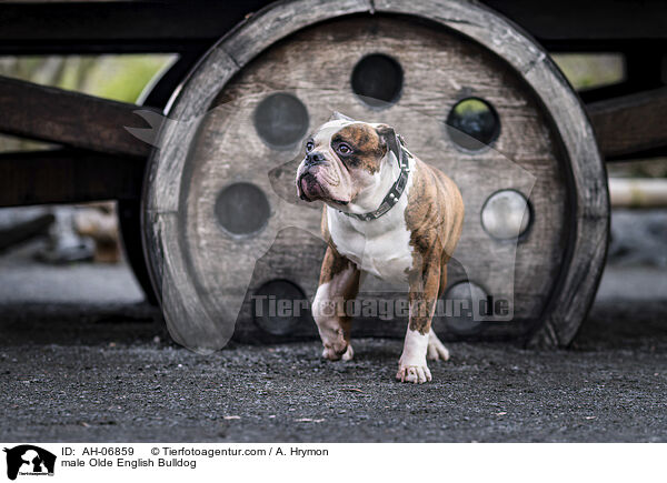 male Olde English Bulldog / AH-06859