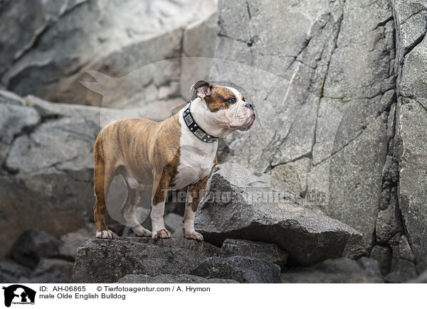Olde English Bulldog Rde / male Olde English Bulldog / AH-06865