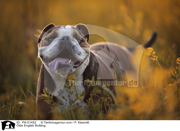 Olde English Bulldog / PK-01452