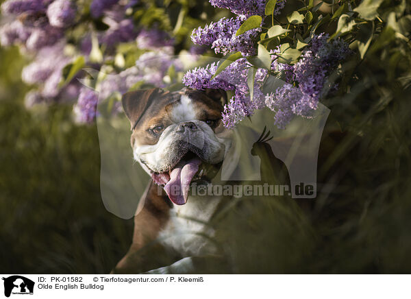Olde English Bulldog / PK-01582