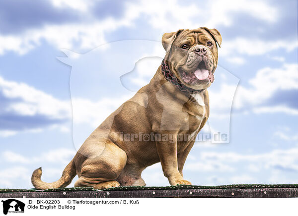 Olde English Bulldog / BK-02203