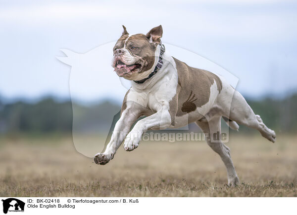 Olde English Bulldog / BK-02418