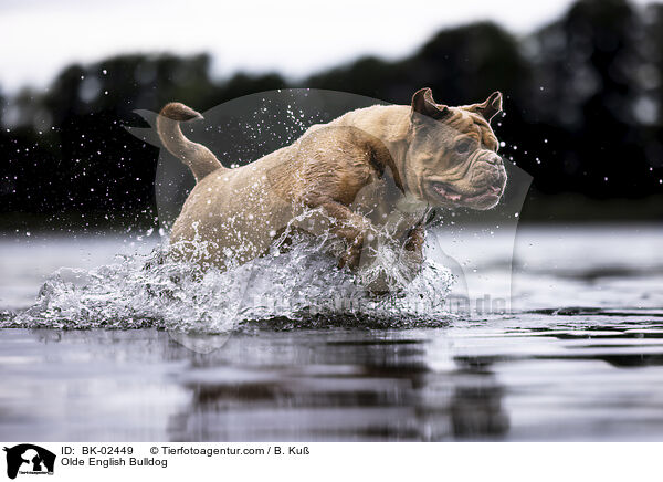 Olde English Bulldog / BK-02449