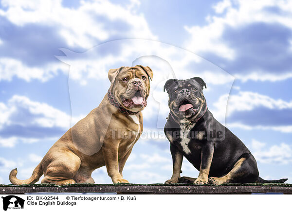 Olde English Bulldogs / BK-02544