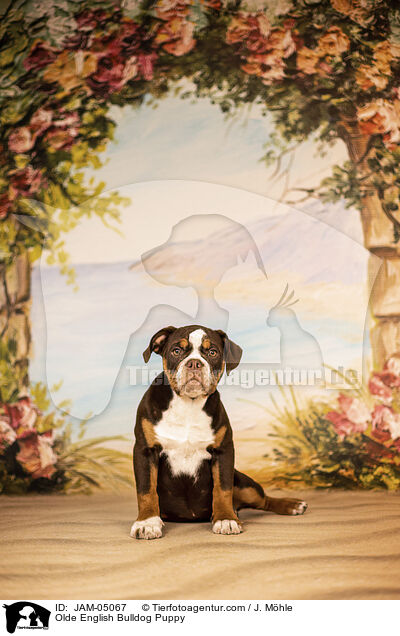 Olde English Bulldog Puppy / JAM-05067