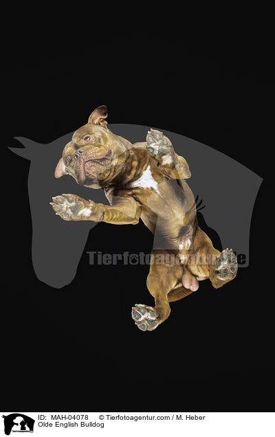 Olde English Bulldog / MAH-04078