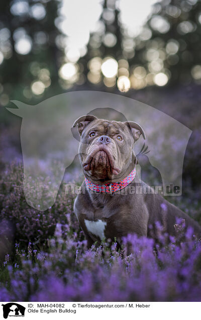 Olde English Bulldog / MAH-04082