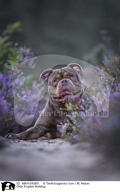 Olde English Bulldog / MAH-04085