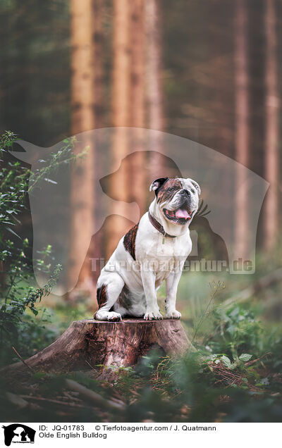 Olde English Bulldog / JQ-01783
