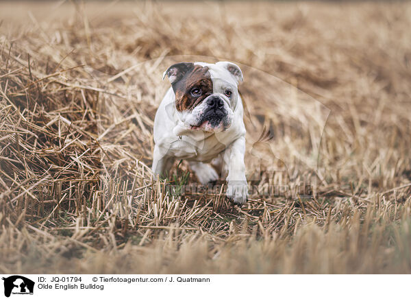 Olde English Bulldog / JQ-01794