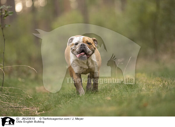 Olde English Bulldog / JM-20619
