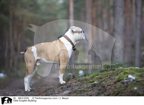 Olde English Bulldog / JM-21639