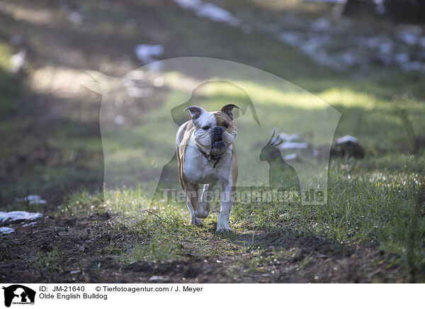Olde English Bulldog / JM-21640