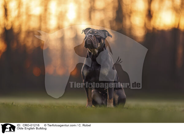 Olde English Bulldog / CRO-01216