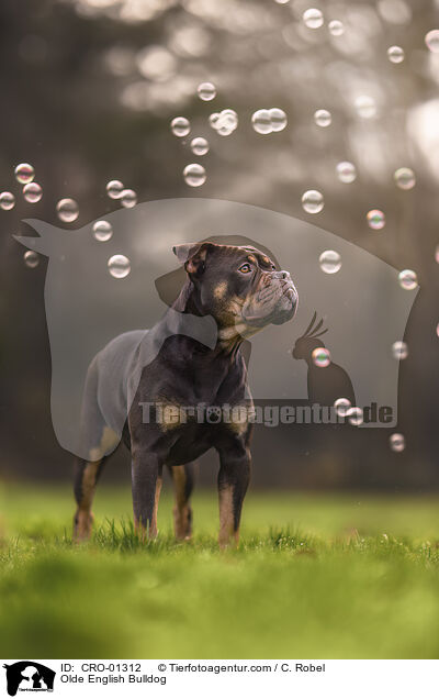 Olde English Bulldog / CRO-01312