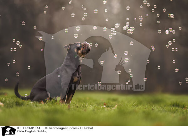 Olde English Bulldog / CRO-01314
