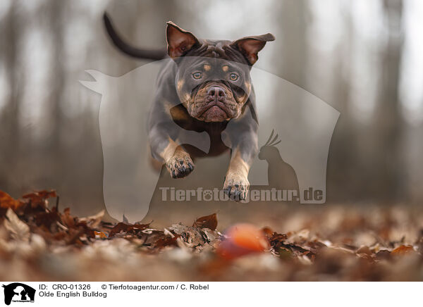 Olde English Bulldog / CRO-01326