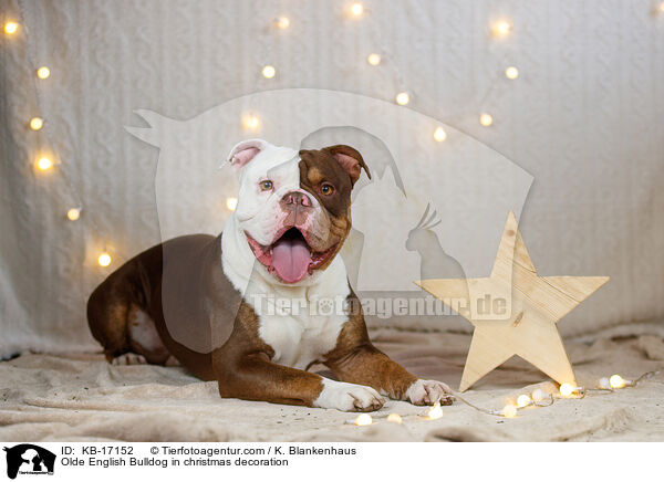 Olde English Bulldog in Weihnachtsdeko / Olde English Bulldog in christmas decoration / KB-17152