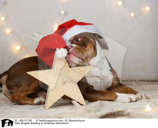 Olde English Bulldog in Weihnachtsdeko / Olde English Bulldog in christmas decoration / KB-17156