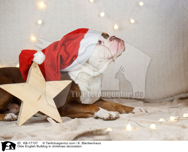 Olde English Bulldog in Weihnachtsdeko / Olde English Bulldog in christmas decoration / KB-17157