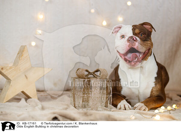 Olde English Bulldog in Weihnachtsdeko / Olde English Bulldog in christmas decoration / KB-17161