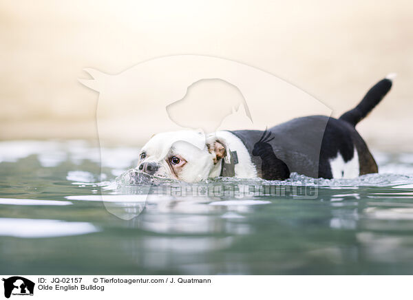 Olde English Bulldog / JQ-02157