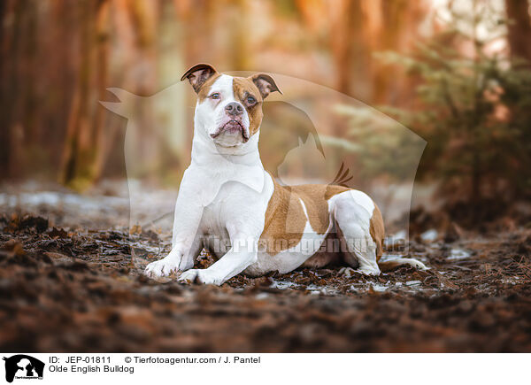 Olde English Bulldog / JEP-01811