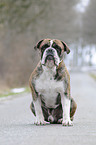 Olde English Bulldog