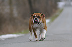 walking Olde English Bulldog