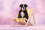 Olde English Bulldog Puppy