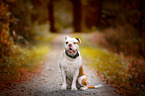 sitting Olde English Bulldog