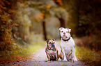 2 dogs