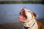 Olde English Bulldog Portrait
