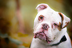 Olde English Bulldog Portrait
