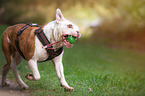 playing Olde English Bulldog