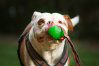 Olde English Bulldog Portrait