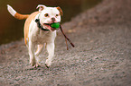 playing Olde English Bulldog