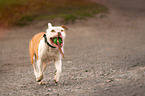 playing Olde English Bulldog