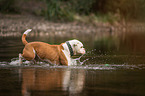 walking Olde English Bulldog