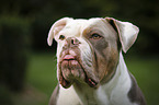 Olde English Bulldog Portrait