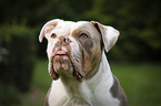 Olde English Bulldog Portrait