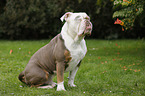 sitting Olde English Bulldog