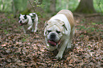 walking Olde English Bulldog